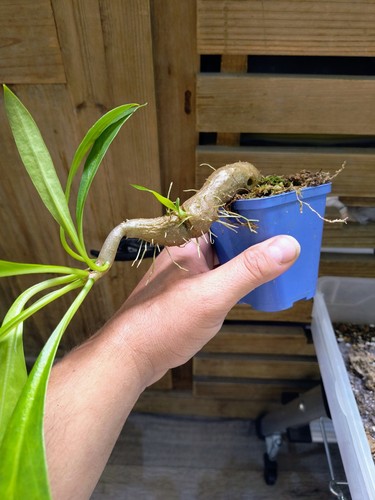 Plante tropicale - plante,