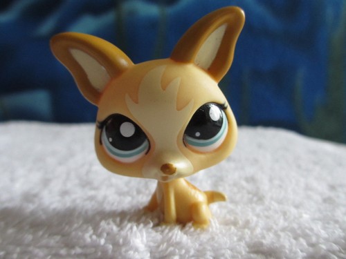 Petshop chihuahua 1656 - chihuahua,