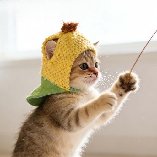 Chapeau mignon chat - chapeau, de