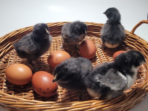 Hatching eggs fertilized - hatching,