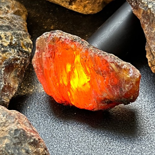 Black amber fossilized tree - black,