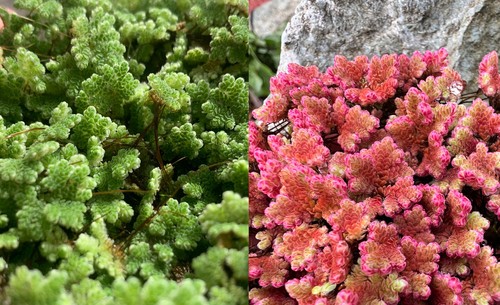 Grosse portion azolla - grosse,