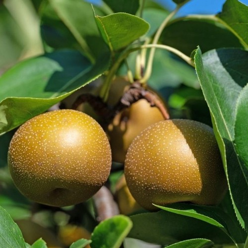 Plante fruitière mais - fruitiÈre,