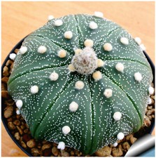 10 graines d'Astrophytum