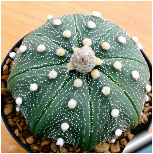 Graines astrophytum - 10, d'astrophytum