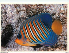 Animals - Fish - Aquarium de La Rochelle - 4 - Angelfish (Pygoplites deac