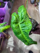 Philodendron Paraiso Verde – Plante rare à feuillage marbré