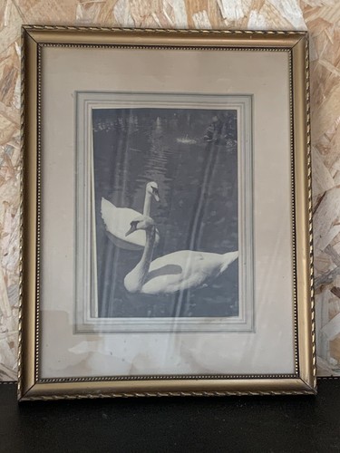Cadre photo cygne noir - noir, et