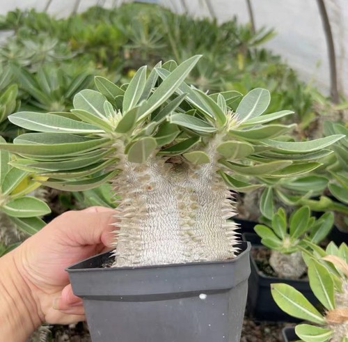 Pachypodium rosulatum - 1,