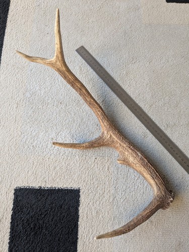 Bois cerf - bois,