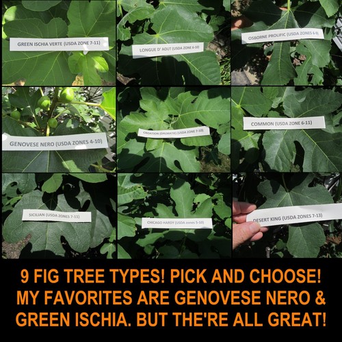 Fig tree cutting clippings 9 - ,