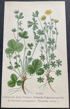 Botanique Potentille