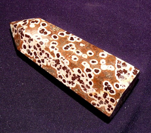 Corail fossile achatisé - fossile,,