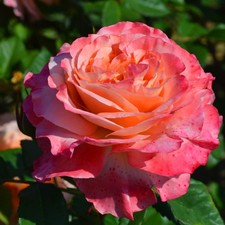 Rosier rustique en pot - 1