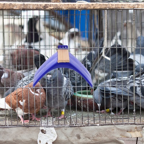 Pcs support pour pigeons - support,