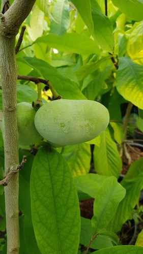 Asimina triloba - (semis), /