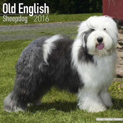 Calendrier 2016 bobtail - 2016,