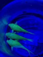 Electric Green Corydoras 3 pack