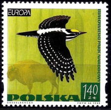 Pologne 1999 National Parcs Eurasie Pivert Oiseaux Nature Protection 1v MNH