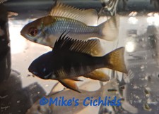 Microgeo ramirezi "Black