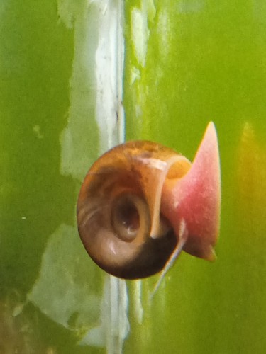 Lot 150 escargots aquarium - de,