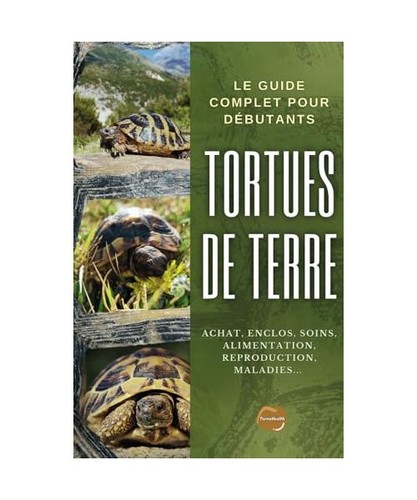 Tortues terre focus - tortues, sur