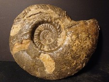 Ammonite Quenstedtoceras Lamberti Callovien Villers Sur Mers 139mm 31v362