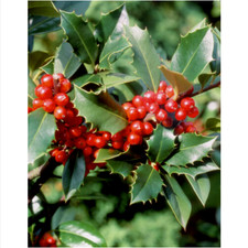 10 GRAINES HOLLY "Ilex