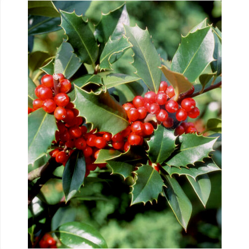 Graines holly ilex - holly, "ilex