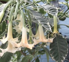 Brugmansia arborea WHITE