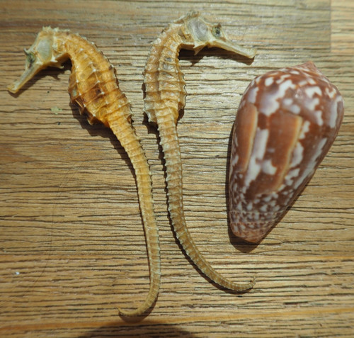 Rare lot coquillage mer - rare,