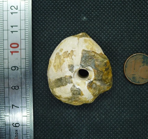36mm perle oursin fossile - perle,