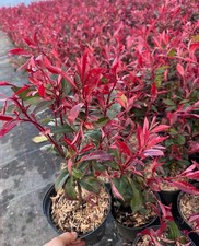 Photinia RED ROBIN pour une