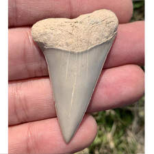 Carcharodon hastalis Extinct