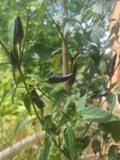 Piment CAYENNE PURPLE 