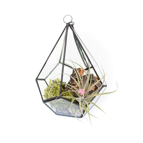 Glass diamond terrarium - glass,