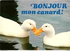 Animals - Birds - Humorous Animals - Ducks - Humorous Card - Map