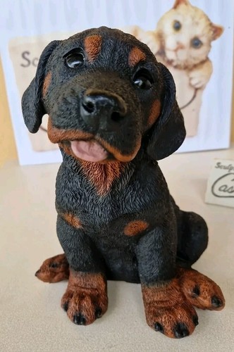 Castagna chiot rottweiller - castagna,