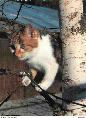 Carte postale animaux - animaux,