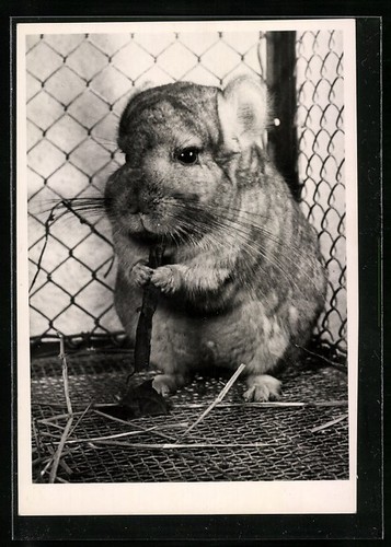 Carte postale chinchilla