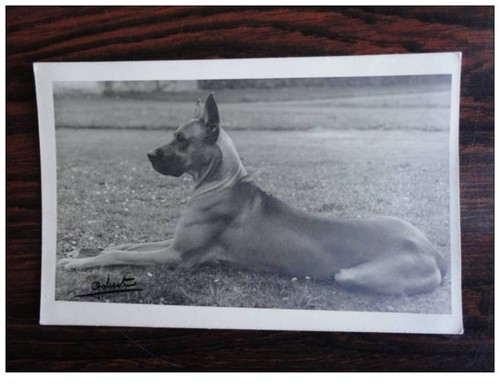 Photo animaux chien de - cp,