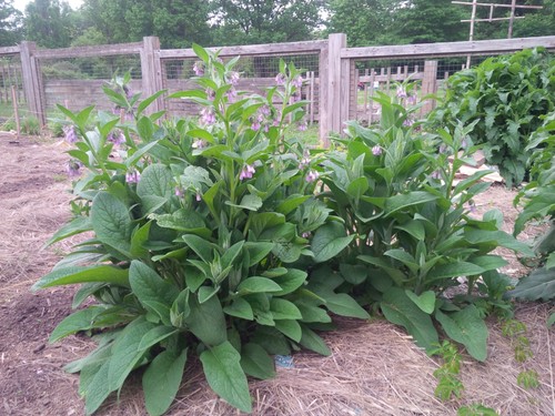Bocking comfrey sterile - bocking,