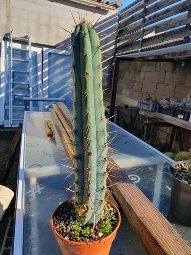 Cactus cierge echinopsis - cactus,