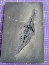 Reptile marin-🦎Fossile