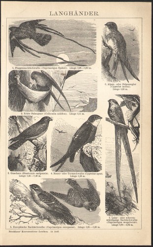 1897 gravure originale oiseaux - originale,