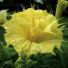 DATURA GOLDEN QUEEN DOUBLE, 15