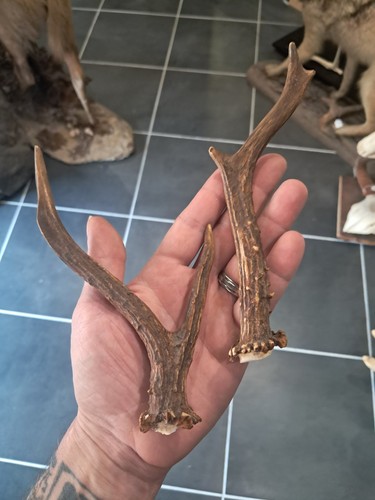 Paire bois chevreuil - bois,