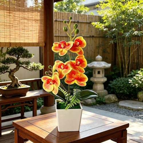 Plantes phalaenopsis - plantes,