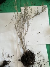 THYM jeune plant 🌱 Prêt à