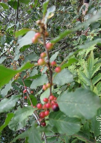 Poivre piment de - piment,